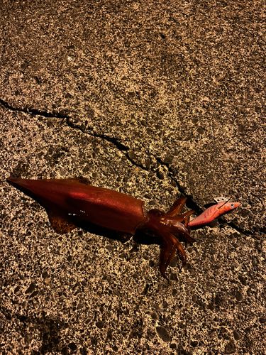 アカイカの釣果