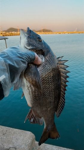チヌの釣果