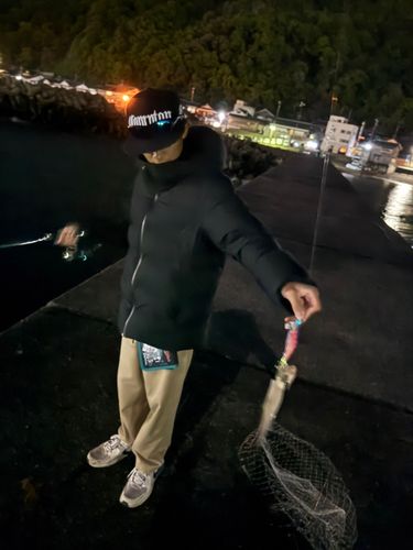 ヤリイカの釣果