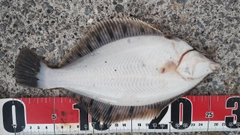 クロガシラガレイの釣果