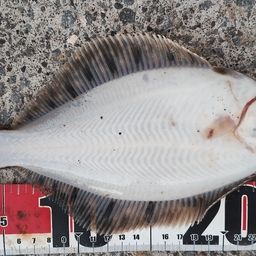 クロガシラガレイ