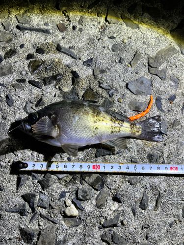 クロメバルの釣果