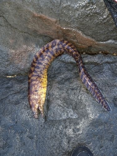 ウツボ