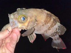 メバルの釣果