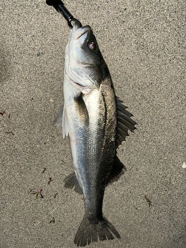 スズキの釣果