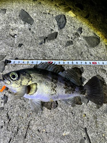 クロメバルの釣果