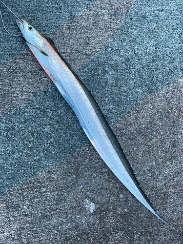 タチウオの釣果