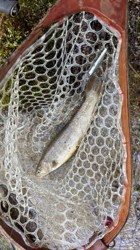 イワナの釣果