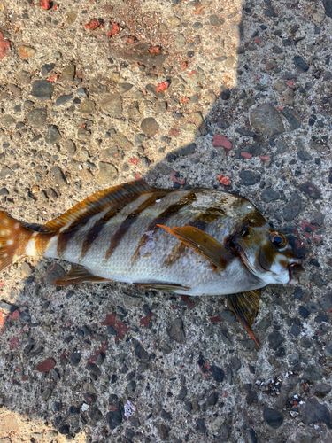 タカノハダイの釣果