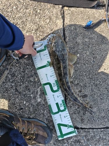 マゴチの釣果