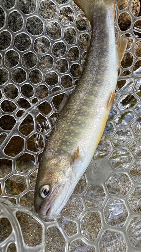 イワナの釣果