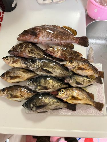 クロメバルの釣果