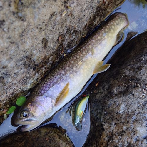 ニッコウイワナの釣果