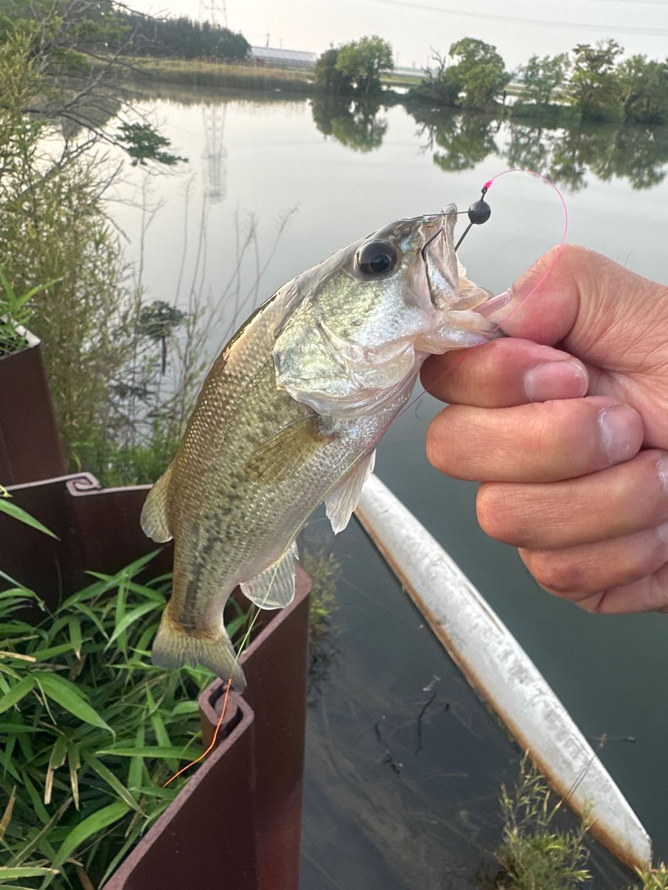 ラージマウスバス