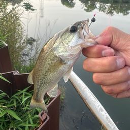 ラージマウスバス