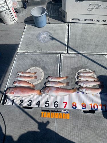 アマダイの釣果