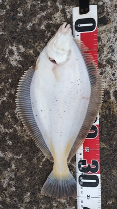 マガレイの釣果