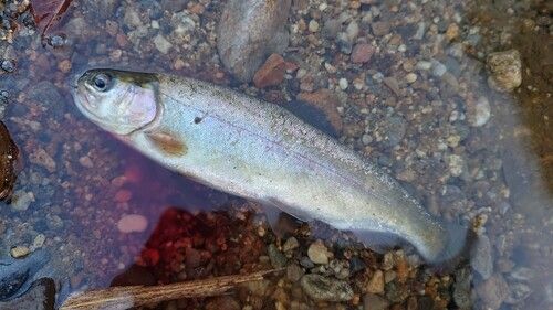 ホウライマスの釣果