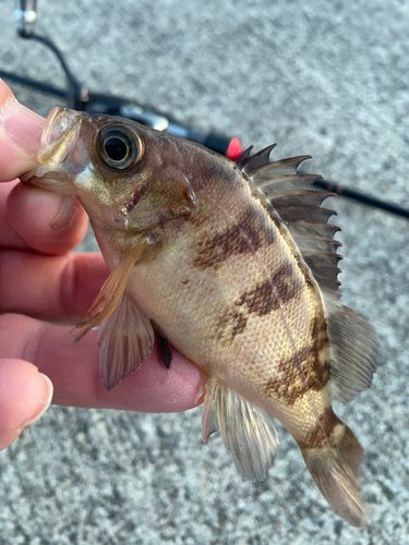 メバルの釣果