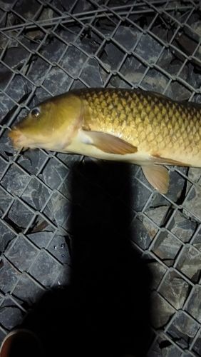コイの釣果