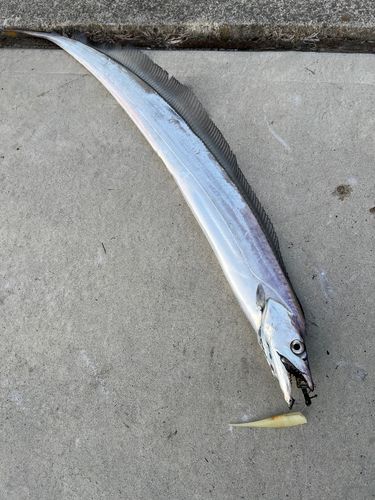 タチウオの釣果