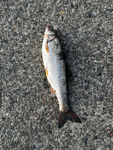 釣果