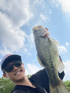 ラージマウスバスの釣果