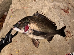 クロダイの釣果