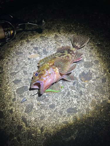 カサゴの釣果
