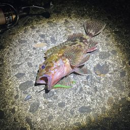 カサゴ