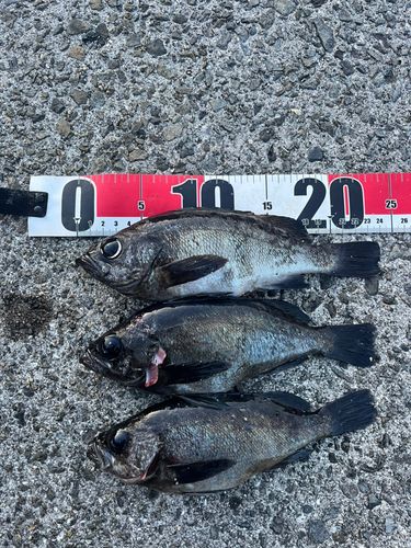 メバルの釣果