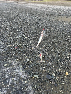 カタクチイワシの釣果