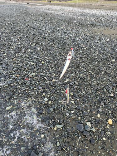 カタクチイワシの釣果