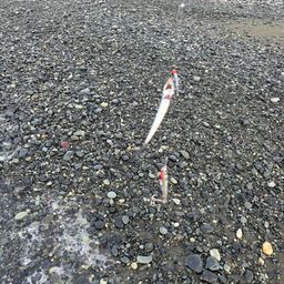 カタクチイワシ