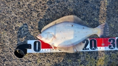 マガレイの釣果