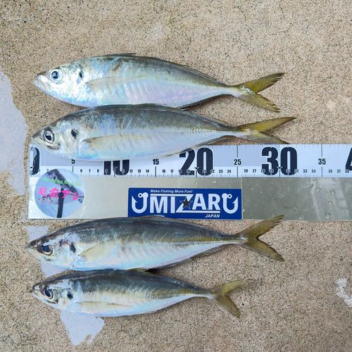 アジの釣果
