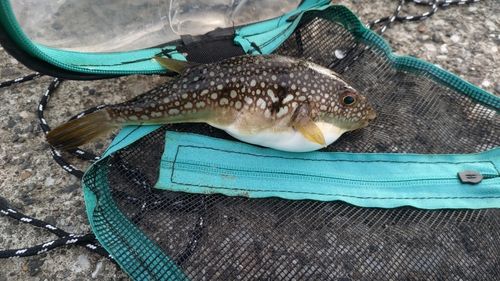 クサフグの釣果