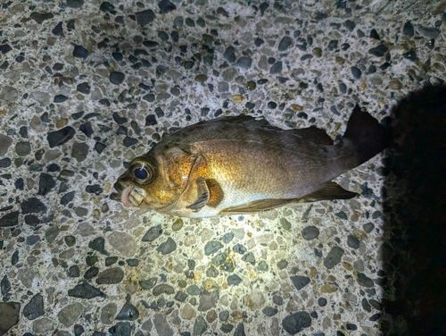 メバルの釣果