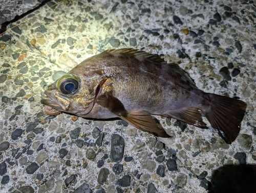 メバルの釣果