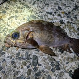 メバル