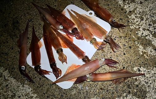 ヤリイカの釣果
