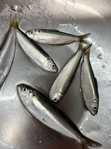 サッパの釣果