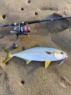 ヒラマサの釣果