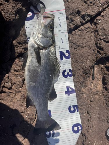 ヒラスズキの釣果