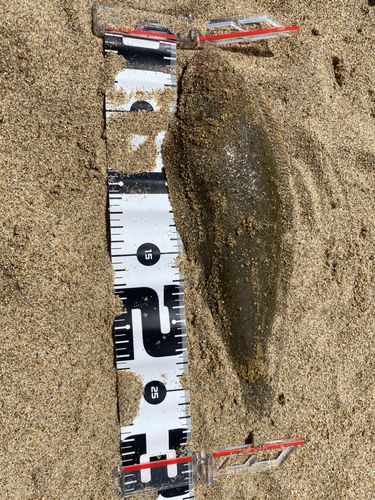 シタビラメの釣果