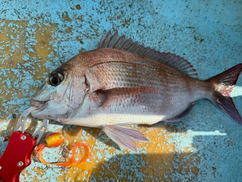 マダイの釣果