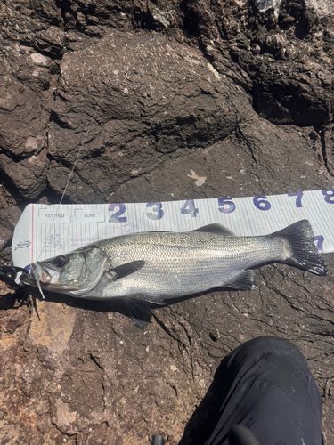 ヒラスズキの釣果