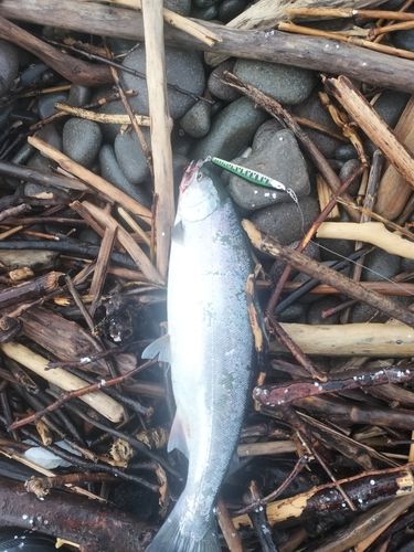 ウミサクラの釣果