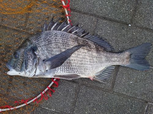 チヌの釣果