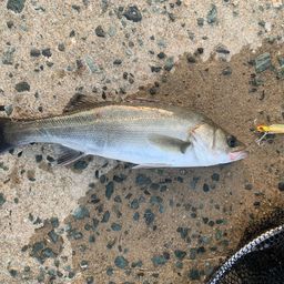 セイゴ（マルスズキ）